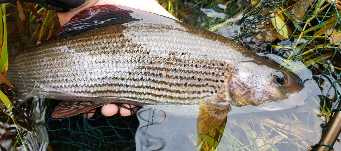 Irfon grayling